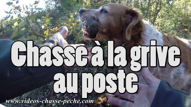 Chasse  la grive